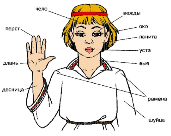 Название частей тела на Старорусском языке
