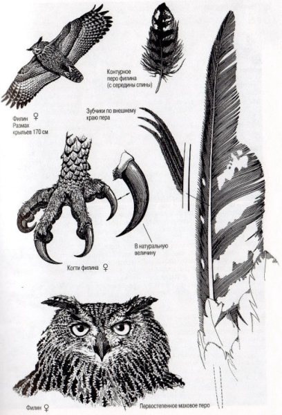 Строение лапы Совы