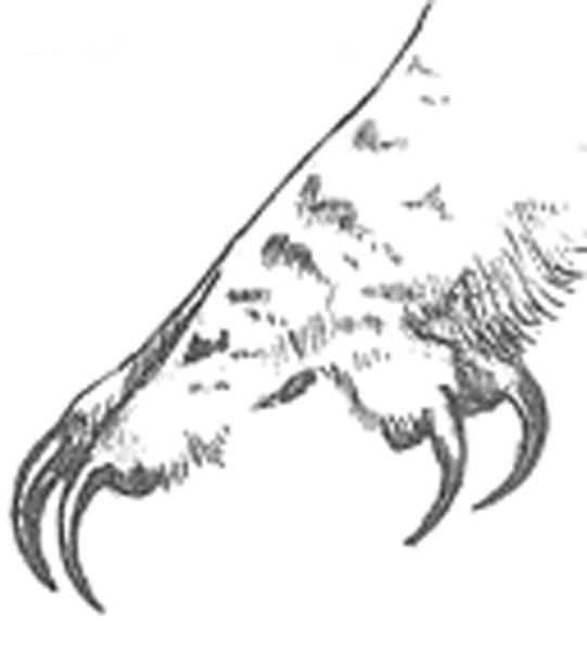 Лапы Совы анатомия