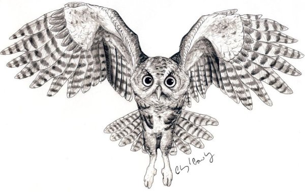 Строение лапы Совы