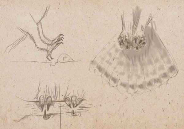 Строение лапы Совы