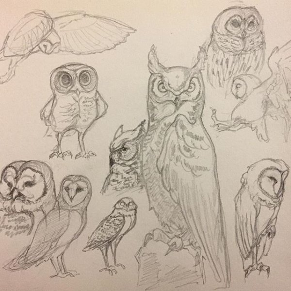 Сова сипуха анатомия