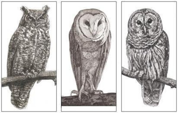 Отпечатки лап Совы
