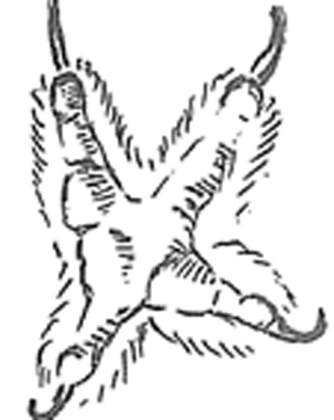 Лапки Совы рисунок