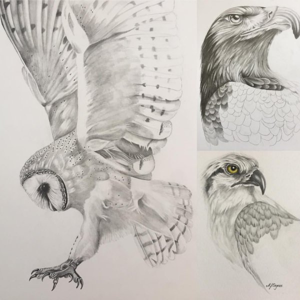 Прикольная Сова рисунок