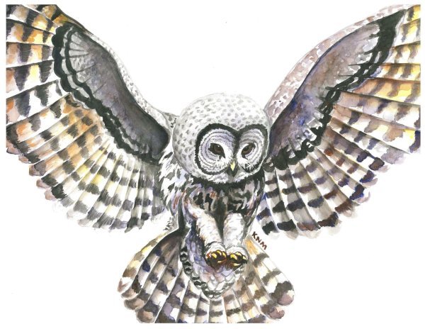 Следы Филина