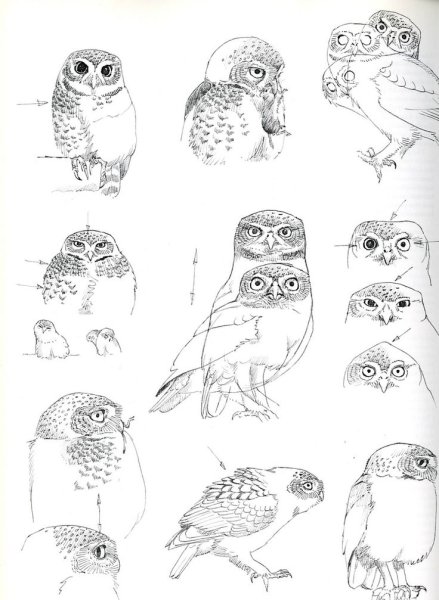 Сипуха анатомия