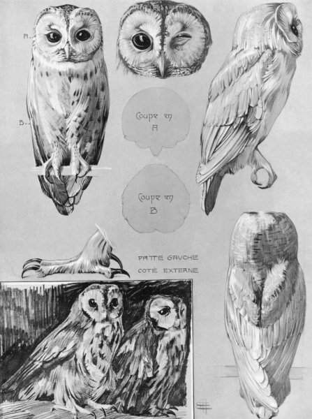 Когти коршуна