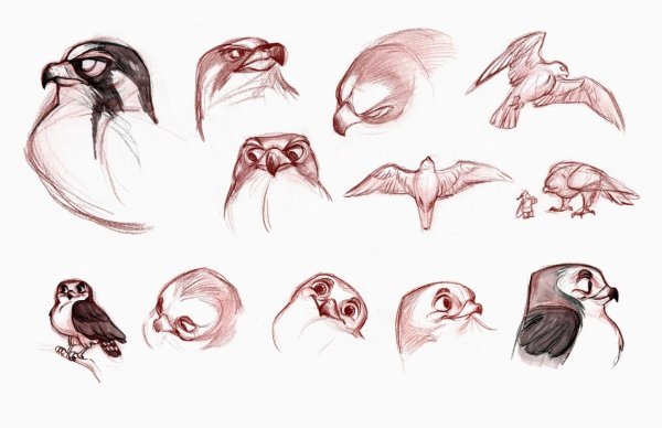 Строение черепа ворона