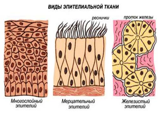Строение ткани эпителиальной ткани
