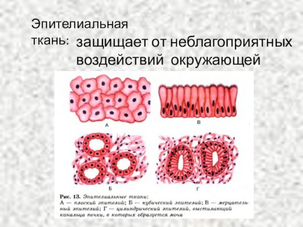 Однослойный кубический эпителий образован