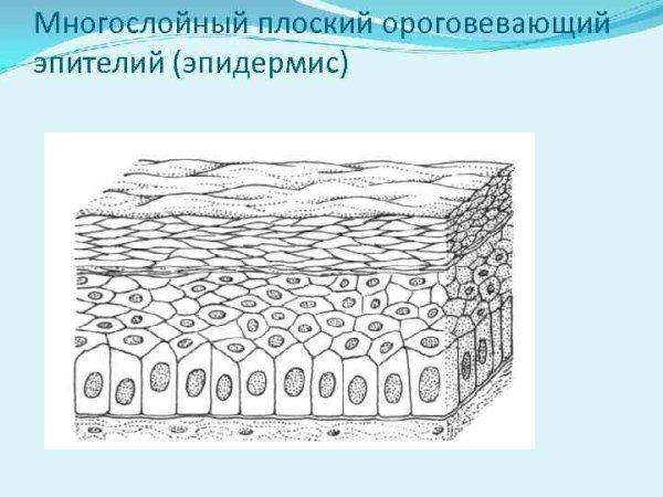 Многослойный ороговевающий эпителий