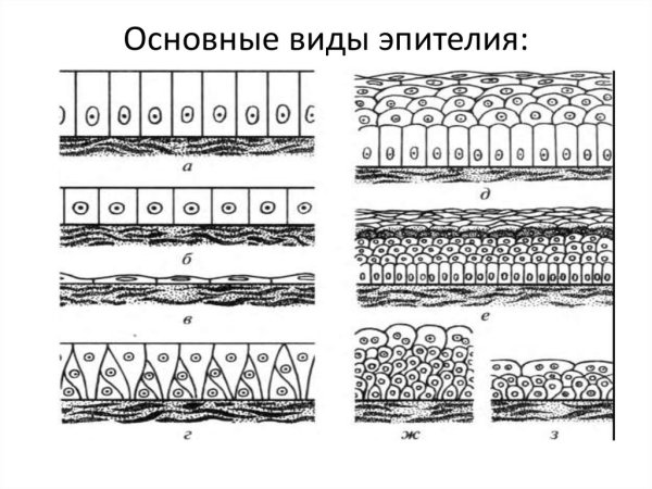 Схема строения различных видов эпителия по Котовскому