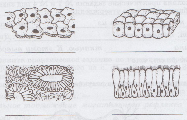 Рис 13 эпителиальные ткани