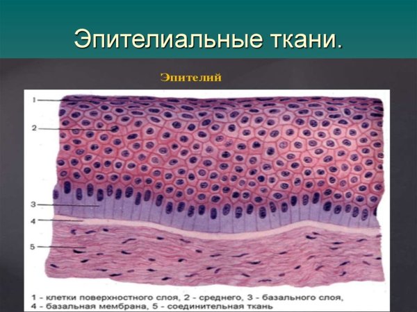 Строение эпителиальной ткани