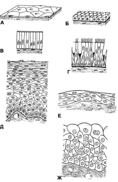 Однослойный эпителий и многослойный эпителий