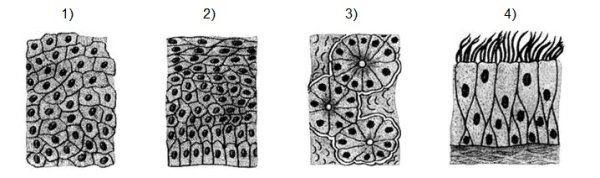 Железистый эпителий ткань рисунок