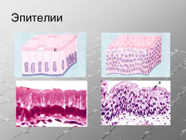 Однослойный многослойный и железистый эпителий