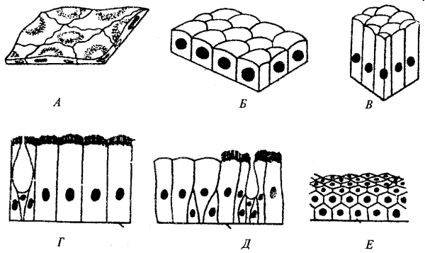 Тип клеток однослойного эпителия