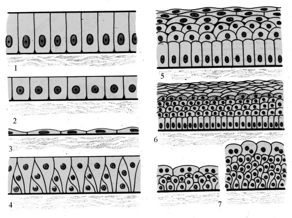 Многослойный неороговевающий цилиндрический эпителий