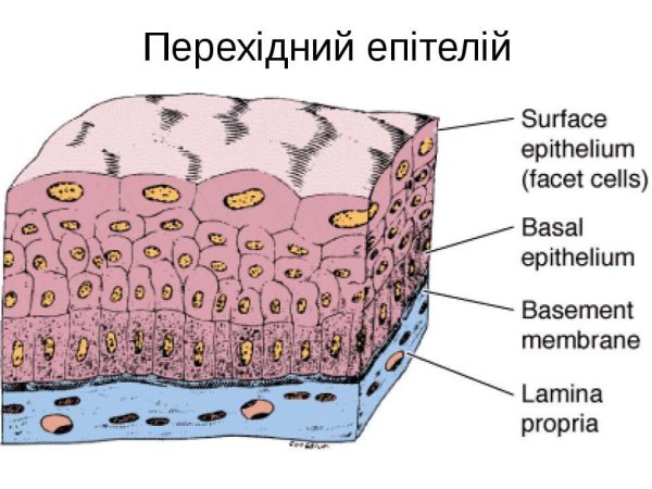 Строение клетки эпителиальной ткани