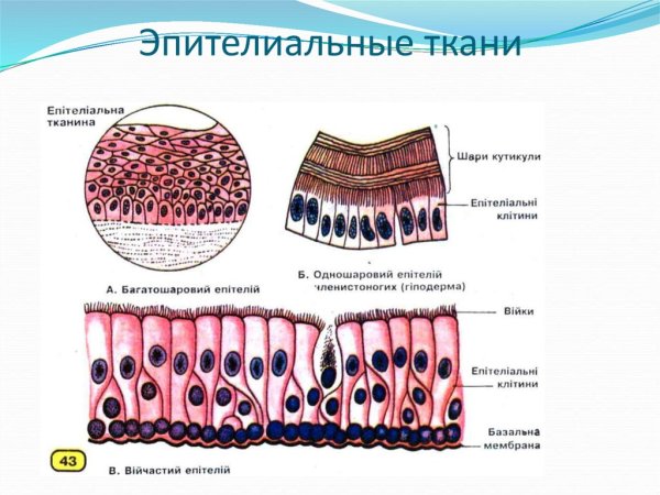 Эпителиальная ткань строение рисунок