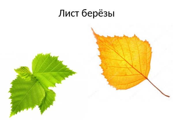 Берёза листья