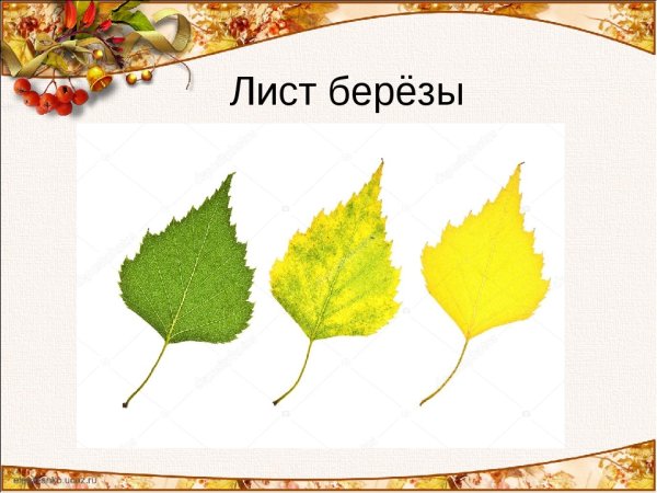 Берёза листья