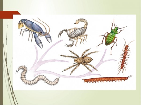 Тип Членистоногие