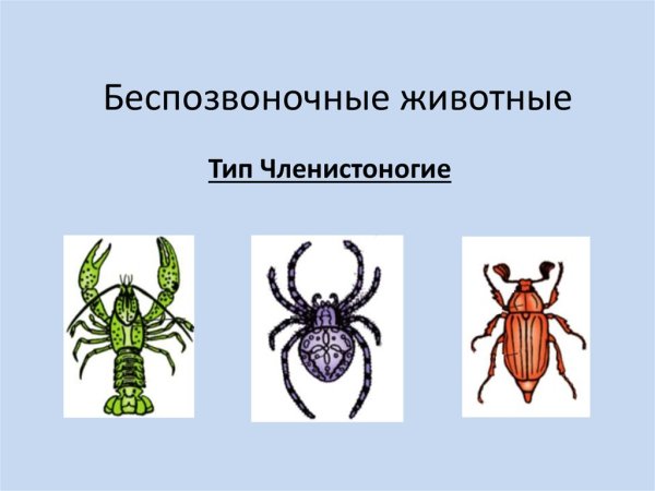 Беспозвоночные Тип Членистоногие