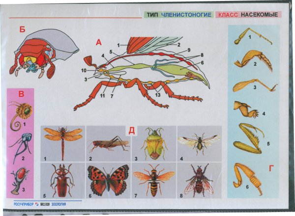 Тип членистоногих насекомые