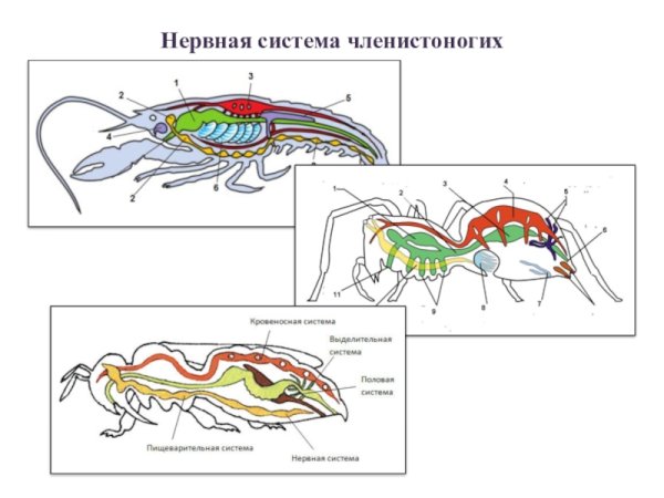 Схема строения нервной системы членистоногих