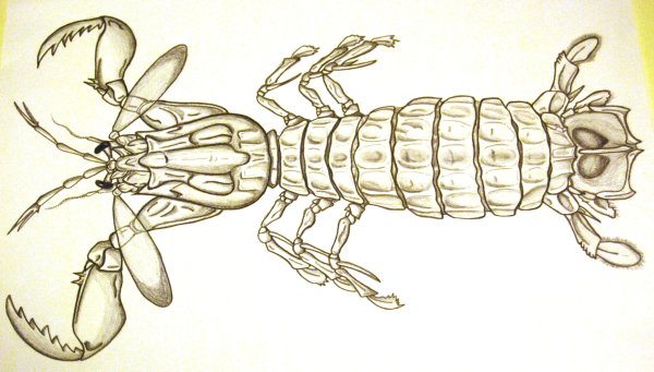 Раскраска рака-богомола