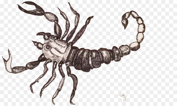 Тагмы скорпиона