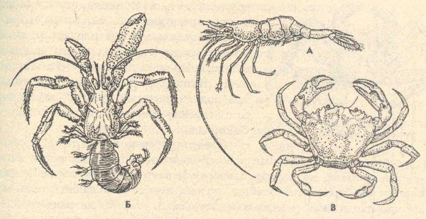 Десятиногие Членистоногие