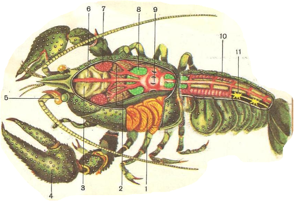 Внутренне строение ракообразных