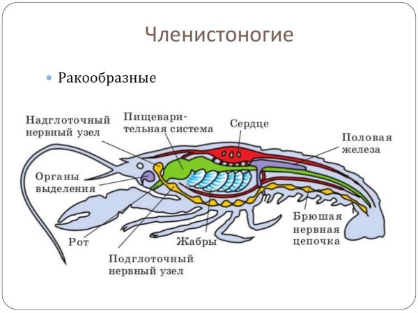 Внутреннее строение ракообразных