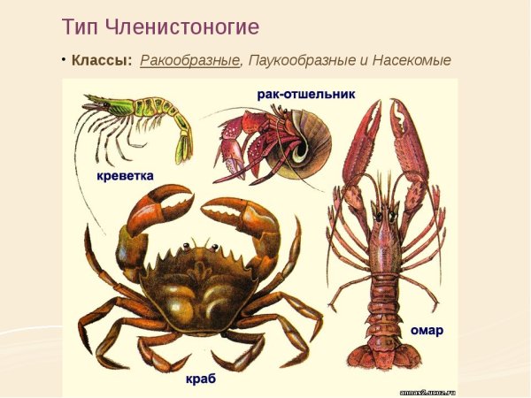 Отряд десятиногие представители