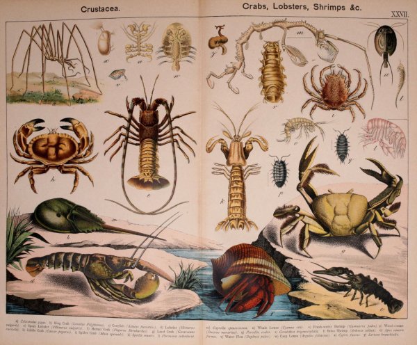 Членистоногие иллюстрация