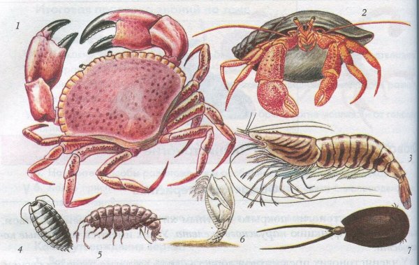 Биология 7 класс Членистоногие ракообразные