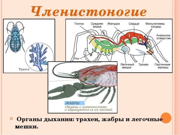 Система органов дыхания членистоногих 7 класс биология
