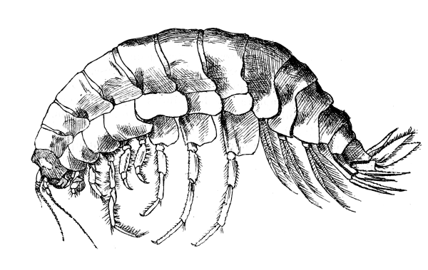 Бокоплав строение