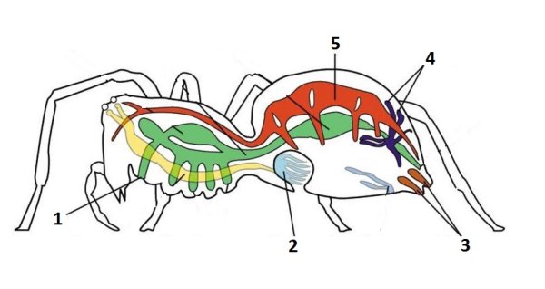 Пищеварительная система паука крестовика схема