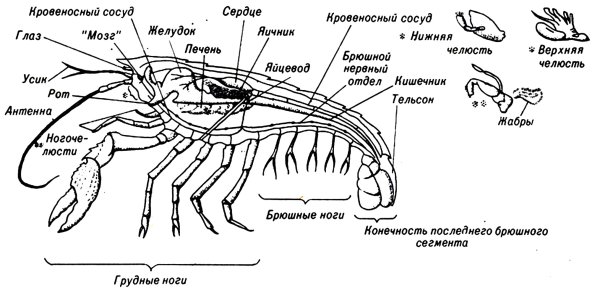 Внутреннее строение креветки схема