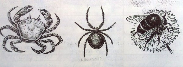 Рисунок членистоногих