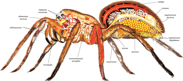 Хелицеры и педипальпы паука