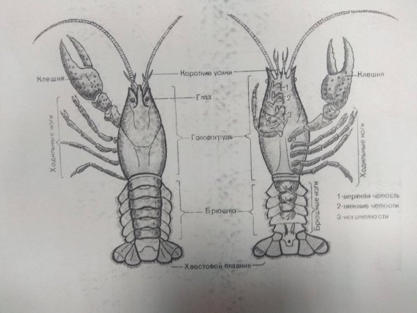 Внутреннее строение ракообразных схема