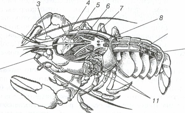 Членистоногие ракообразные строение