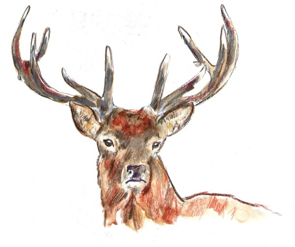 Новоселов. Санькин Марал.