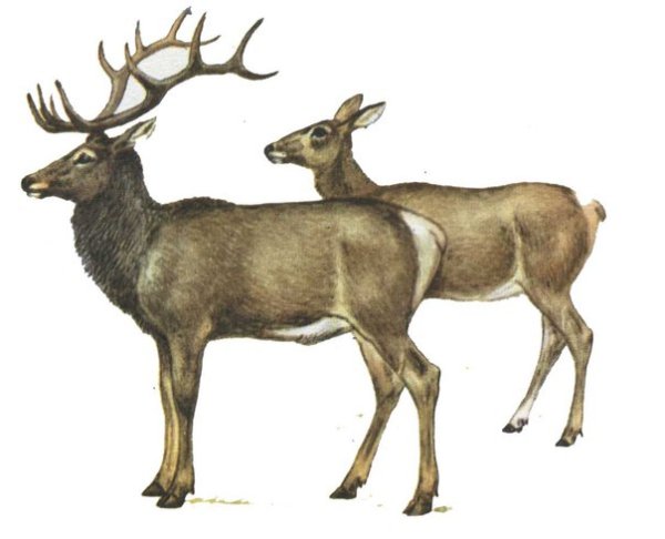 Олень Марал